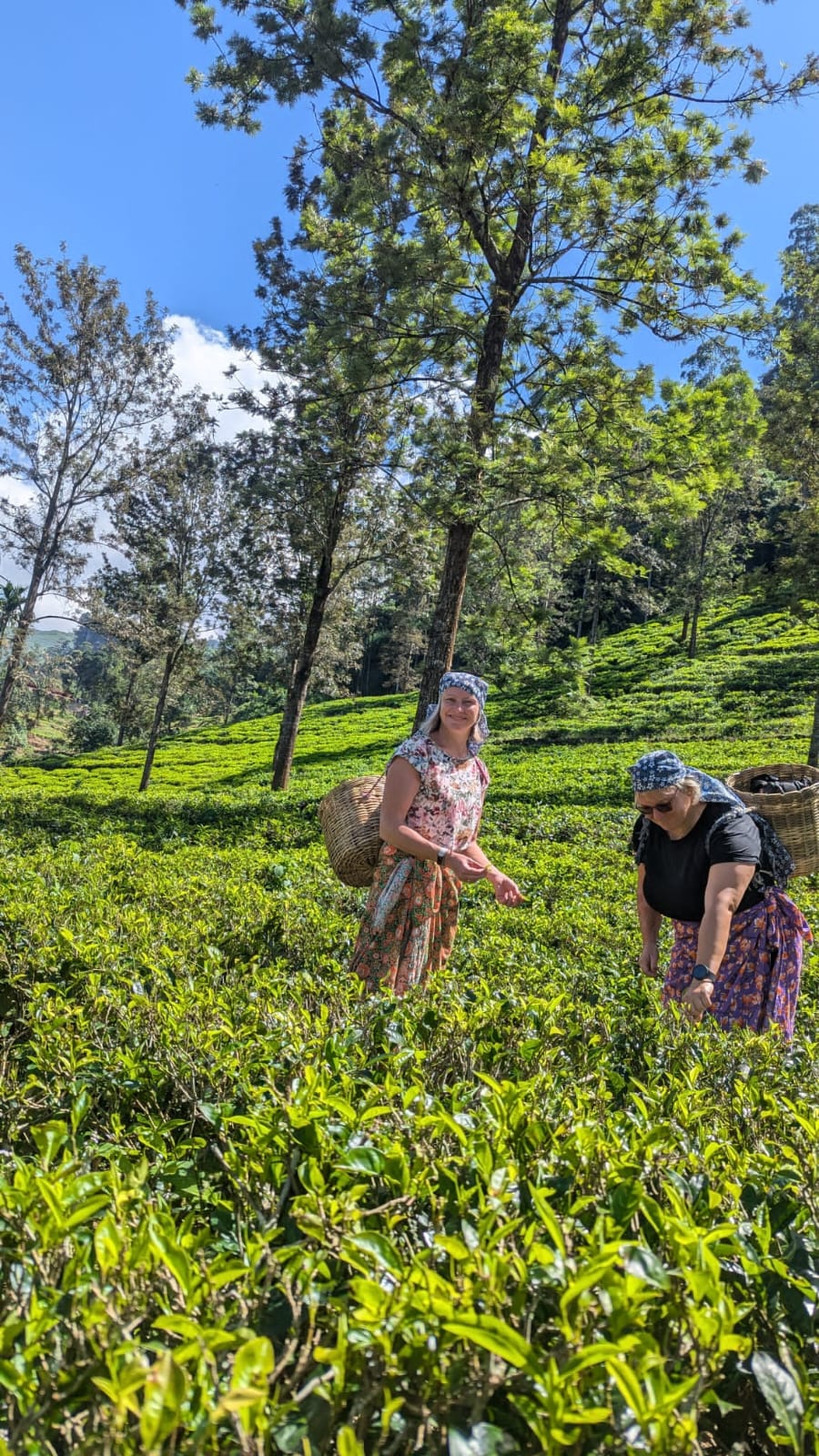 Guests experiencing traditional tea picking in Sri Lanka's green hill country
